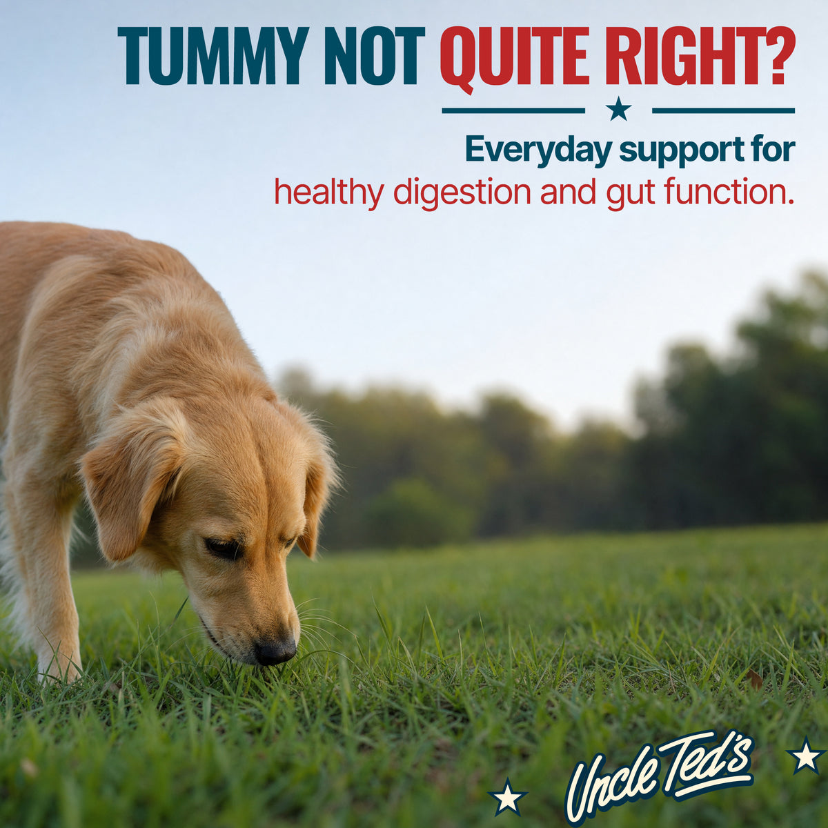 Uncle Ted’s Daily Canine Chews - 1 Month Supply