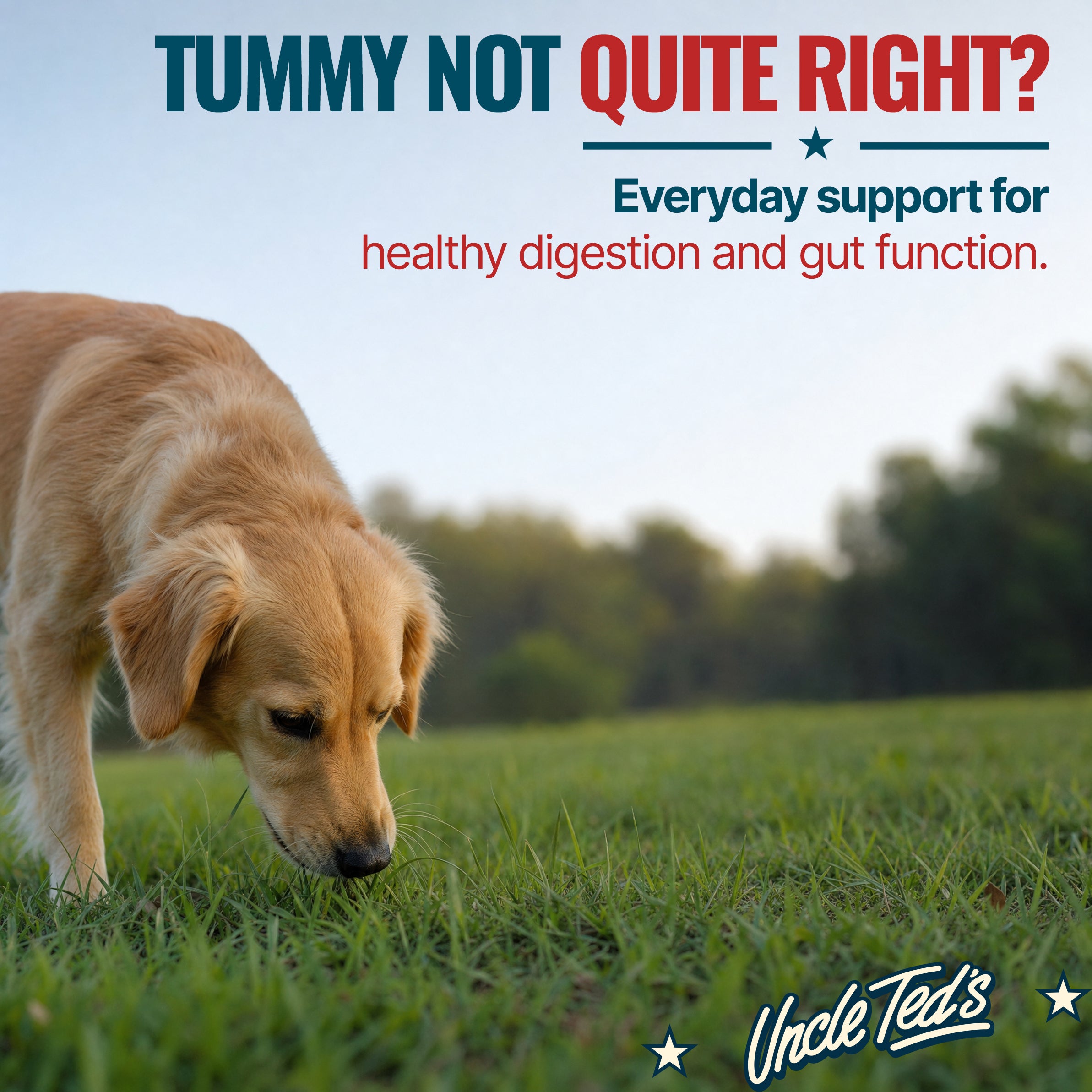 Uncle Ted’s Daily Canine Chews - 1 Month Supply